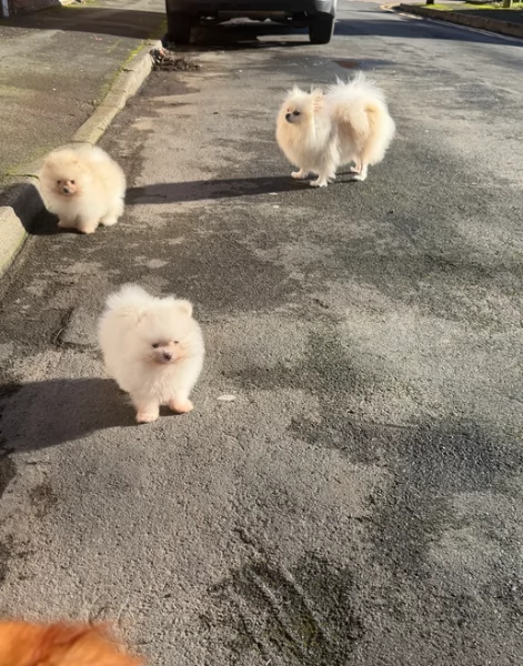 meravigliosi pomeranian maschio e femmina per ladozione
