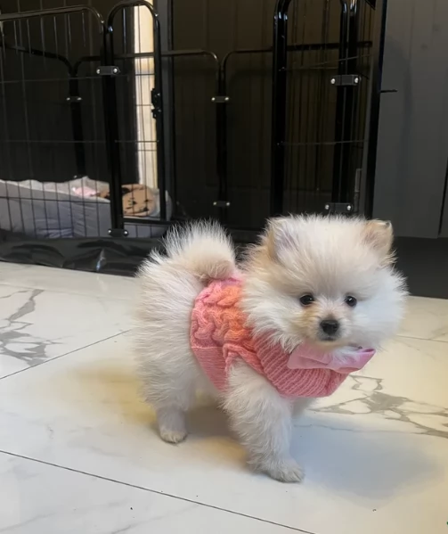 meravigliosi pomeranian maschio e femmina per ladozione | Foto 1