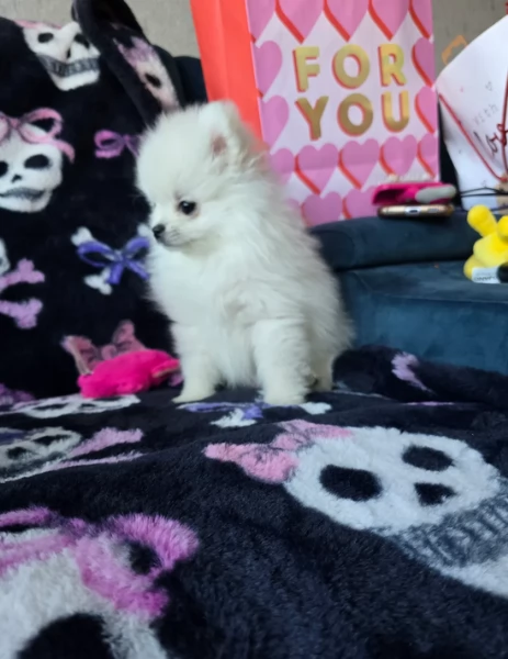 meravigliosi pomeranian maschio e femmina per ladozione