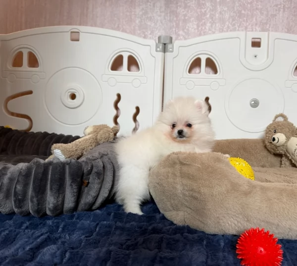 meravigliosi pomeranian maschio e femmina per ladozione
