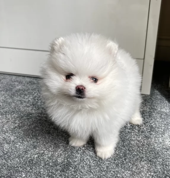 meravigliosi pomeranian maschio e femmina per ladozione | Foto 6