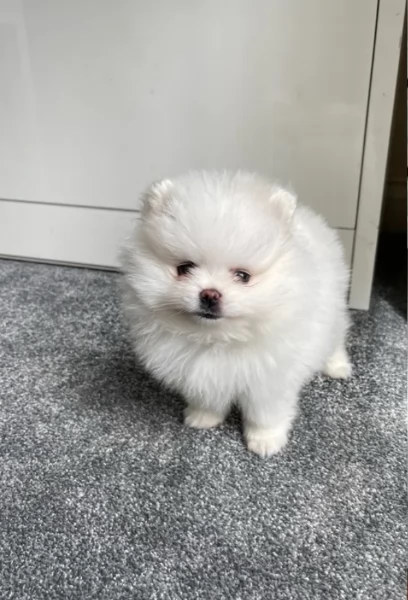 meravigliosi pomeranian maschio e femmina per ladozione | Foto 4