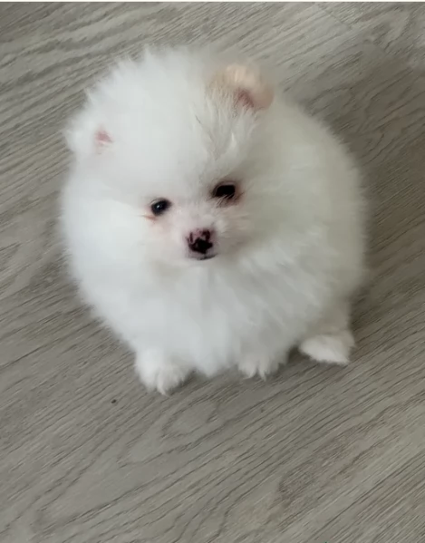 meravigliosi pomeranian maschio e femmina per ladozione