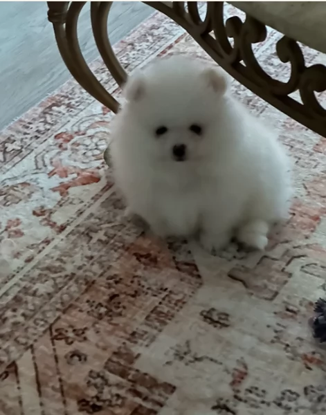 meravigliosi pomeranian maschio e femmina per ladozione | Foto 3