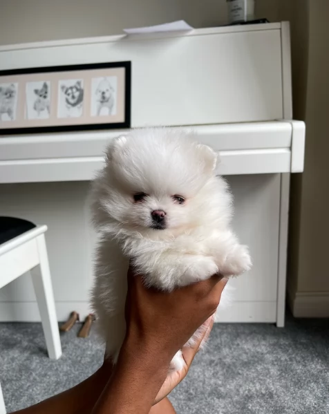 meravigliosi pomeranian maschio e femmina per ladozione | Foto 2