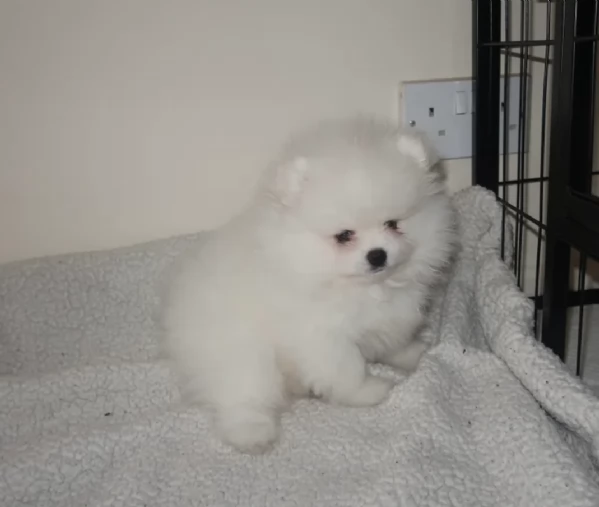 meravigliosi pomeranian maschio e femmina per ladozione | Foto 0