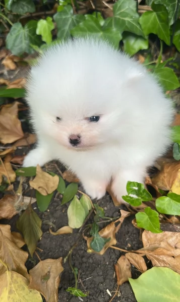 meravigliosi pomeranian maschio e femmina per ladozione | Foto 5