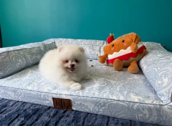 meravigliosi pomeranian maschio e femmina per ladozione | Foto 2