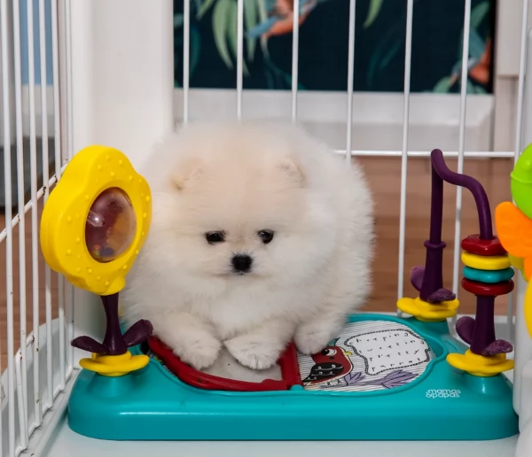 meravigliosi pomeranian maschio e femmina per ladozione | Foto 4