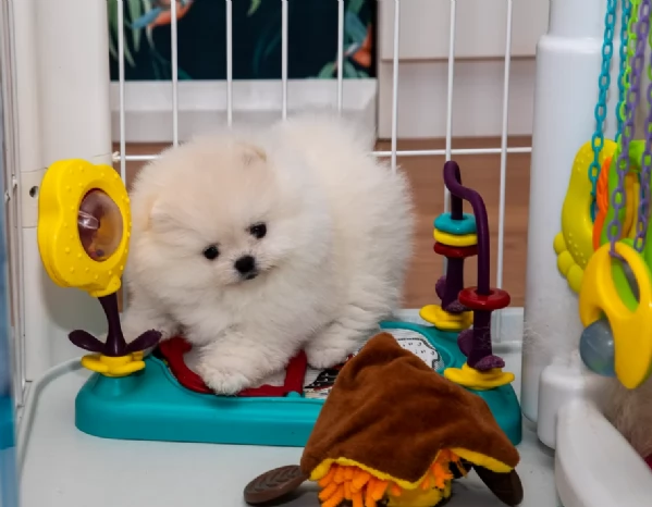 meravigliosi pomeranian maschio e femmina per ladozione | Foto 0