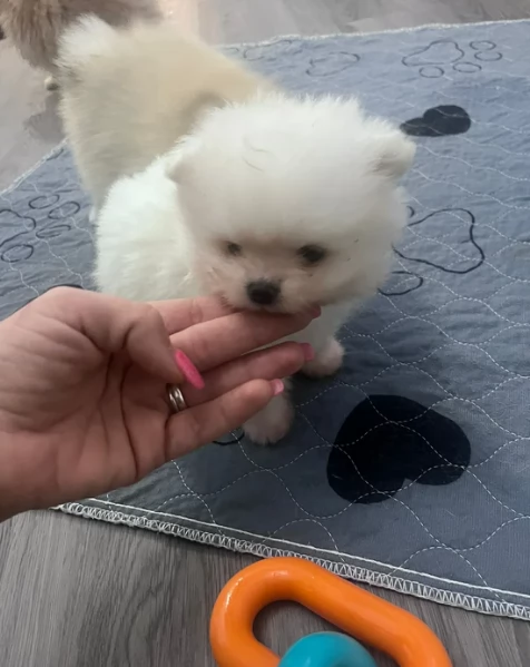 meravigliosi pomeranian maschio e femmina per ladozione