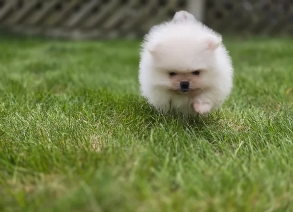 meravigliosi pomeranian maschio e femmina per ladozione | Foto 3