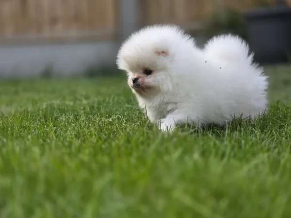 meravigliosi pomeranian maschio e femmina per ladozione | Foto 2