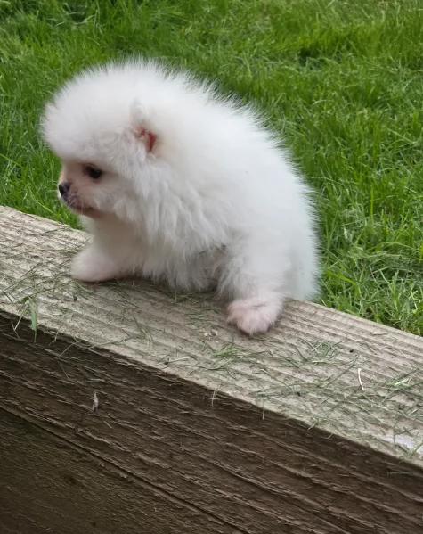 meravigliosi pomeranian maschio e femmina per ladozione | Foto 1