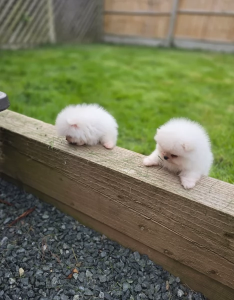 meravigliosi pomeranian maschio e femmina per ladozione | Foto 0