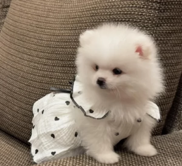 meravigliosi pomeranian maschio e femmina per ladozione | Foto 0