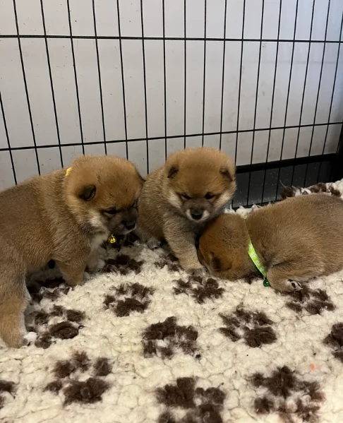 meravigliosi Shiba Inu toy maschio e femmina per ladozione | Foto 1