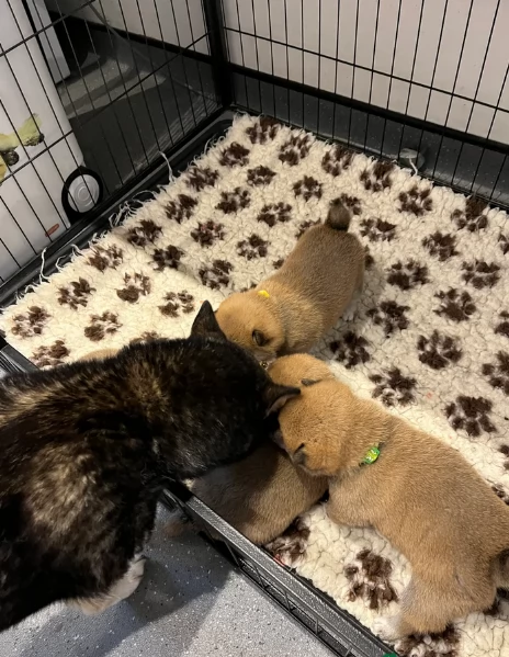 meravigliosi Shiba Inu toy maschio e femmina per ladozione
