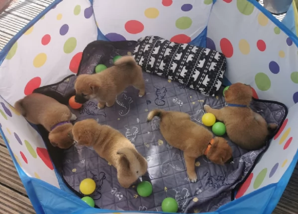 meravigliosi Shiba Inu toy maschio e femmina per ladozione | Foto 3