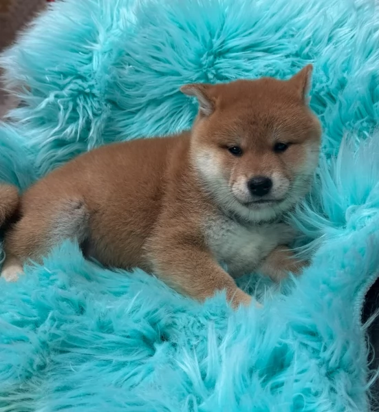 meravigliosi Shiba Inu toy maschio e femmina per ladozione | Foto 0