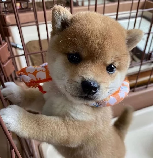 meravigliosi Shiba Inu toy maschio e femmina per ladozione