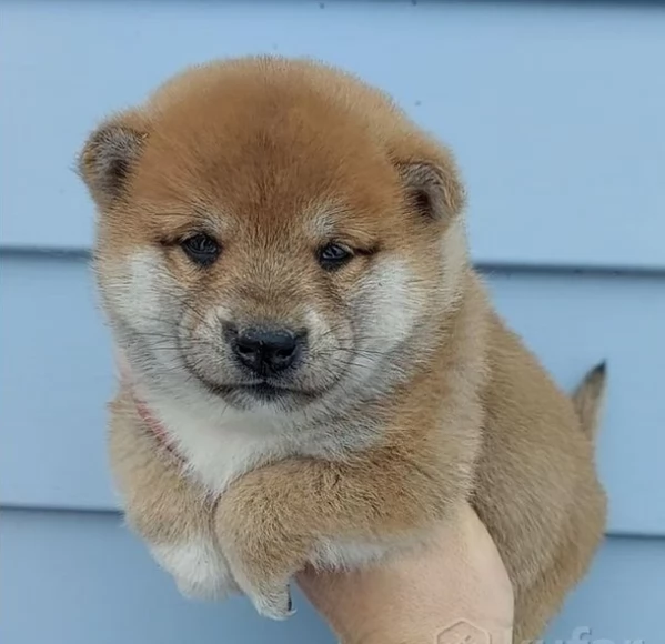 meravigliosi Shiba Inu toy maschio e femmina per ladozione | Foto 0