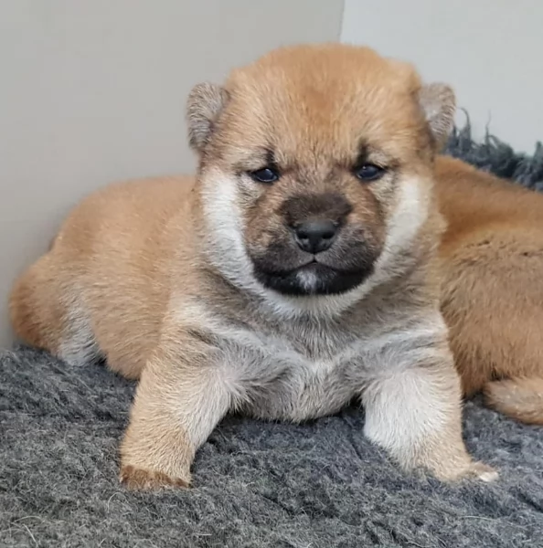 meravigliosi Shiba Inu toy maschio e femmina per ladozione | Foto 2