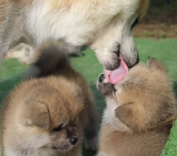 meravigliosi Shiba Inu toy maschio e femmina per ladozione | Foto 1