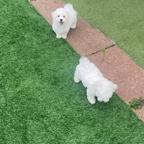 bellissimi maltese per adozione
