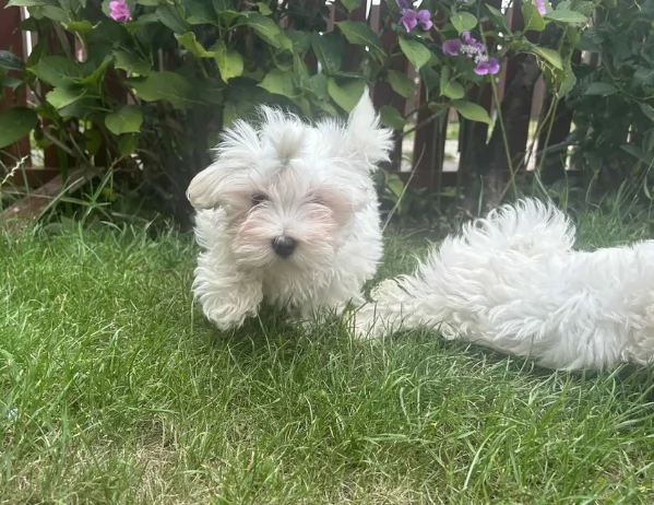 bellissimi maltese per adozione | Foto 4