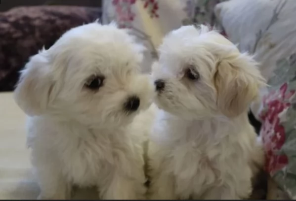 bellissimi maltese per adozione