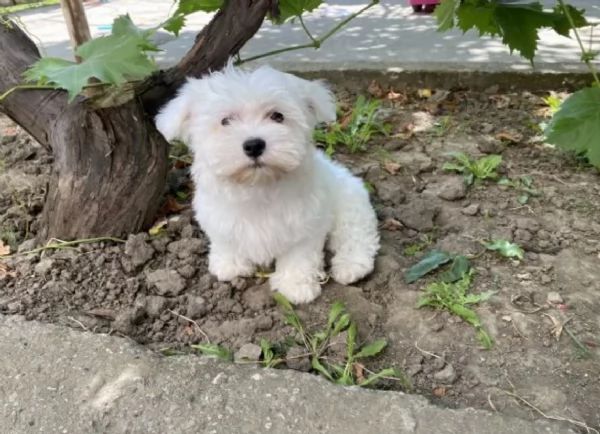 bellissimi maltese per adozione | Foto 1