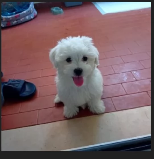 bellissimi maltese per adozione | Foto 5