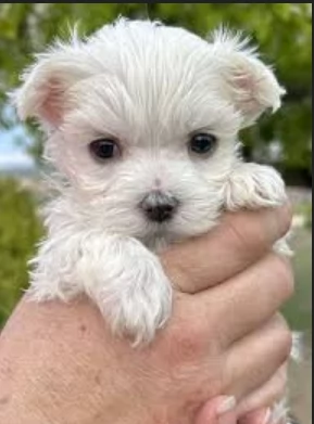 bellissimi maltese per adozione | Foto 0