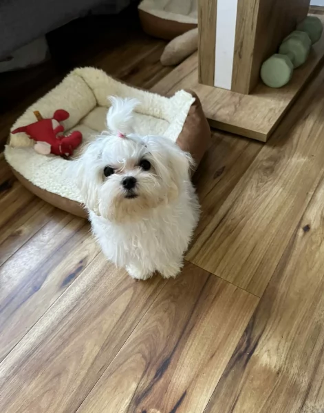 bellissimi maltese per adozione | Foto 5
