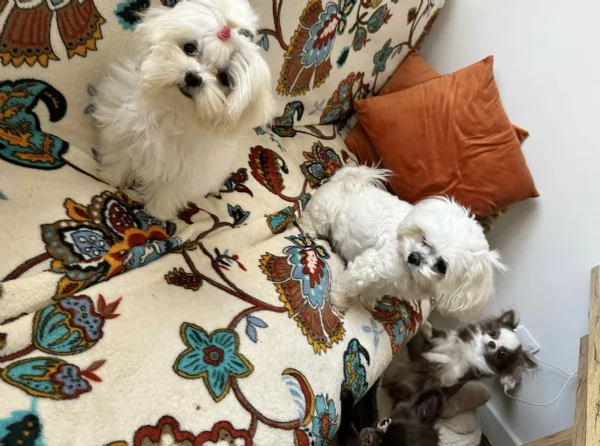 bellissimi maltese per adozione