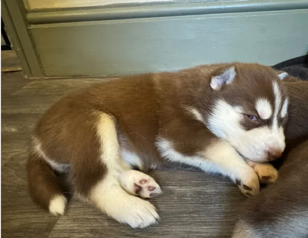 disponibili  HUSKY di razza pura per adozione | Foto 0