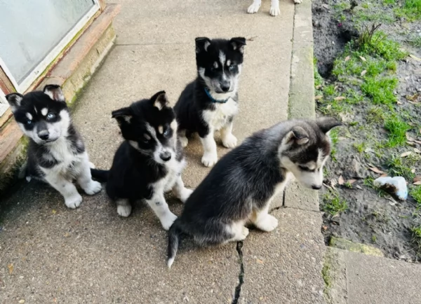 disponibili HUSKY di razza pura per adozione | Foto 2