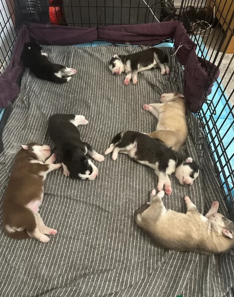 disponibili HUSKY di razza pura per adozione