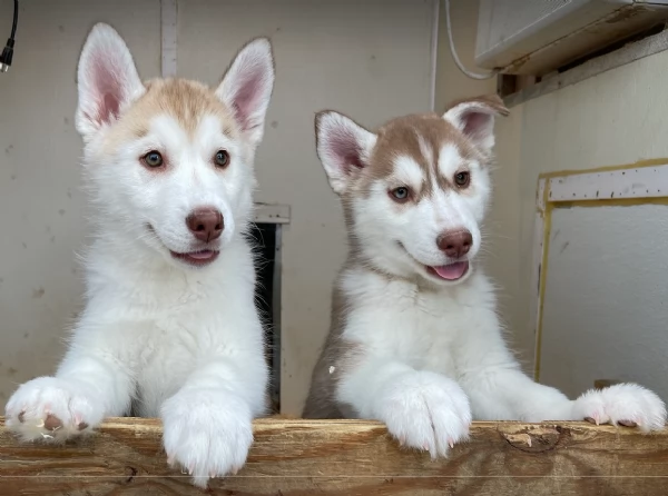 disponibili HUSKY di razza pura per adozione