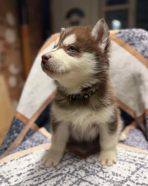 disponibili HUSKY di razza pura per adozione | Foto 1