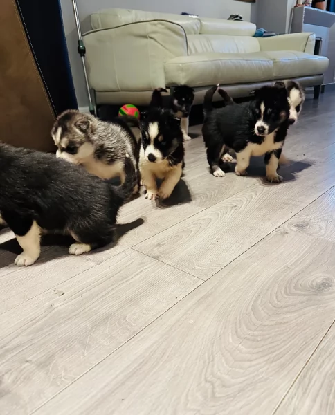 disponibili HUSKY di razza pura per adozione