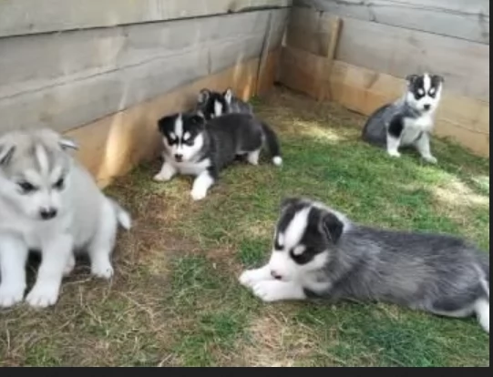 disponibili HUSKY di razza pura per adozione | Foto 1