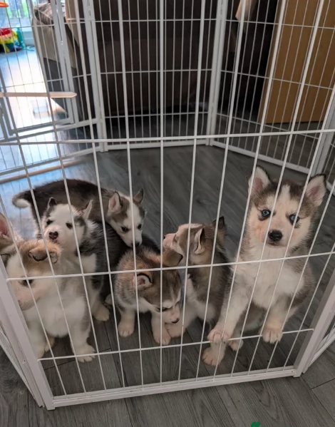 disponibili HUSKY di razza pura per adozione | Foto 0