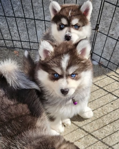 disponibili HUSKY di razza pura per adozione