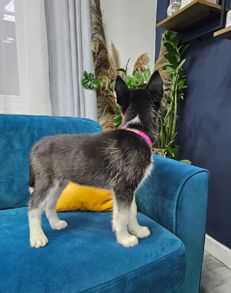 disponibili HUSKY di razza pura per adozione | Foto 6
