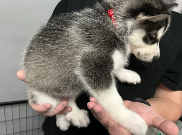 disponibili HUSKY di razza pura per adozione