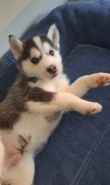 disponibili HUSKY di razza pura per adozione | Foto 4