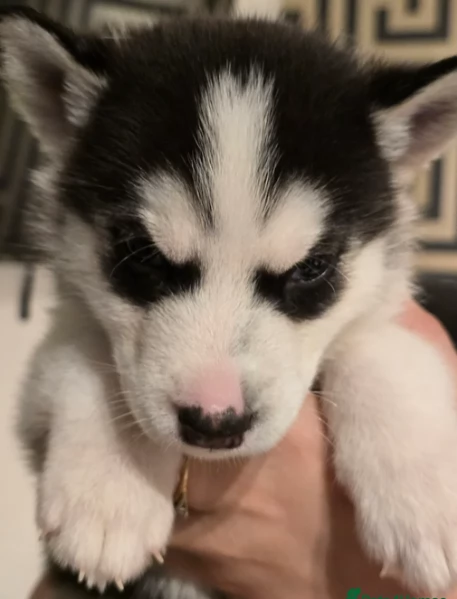 disponibili HUSKY di razza pura per adozione | Foto 1