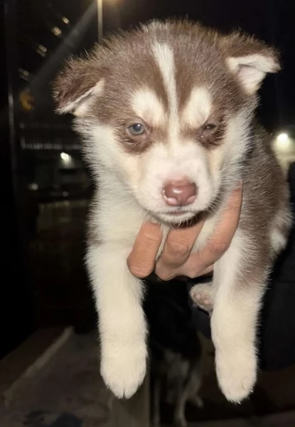disponibili HUSKY di razza pura per adozione | Foto 5